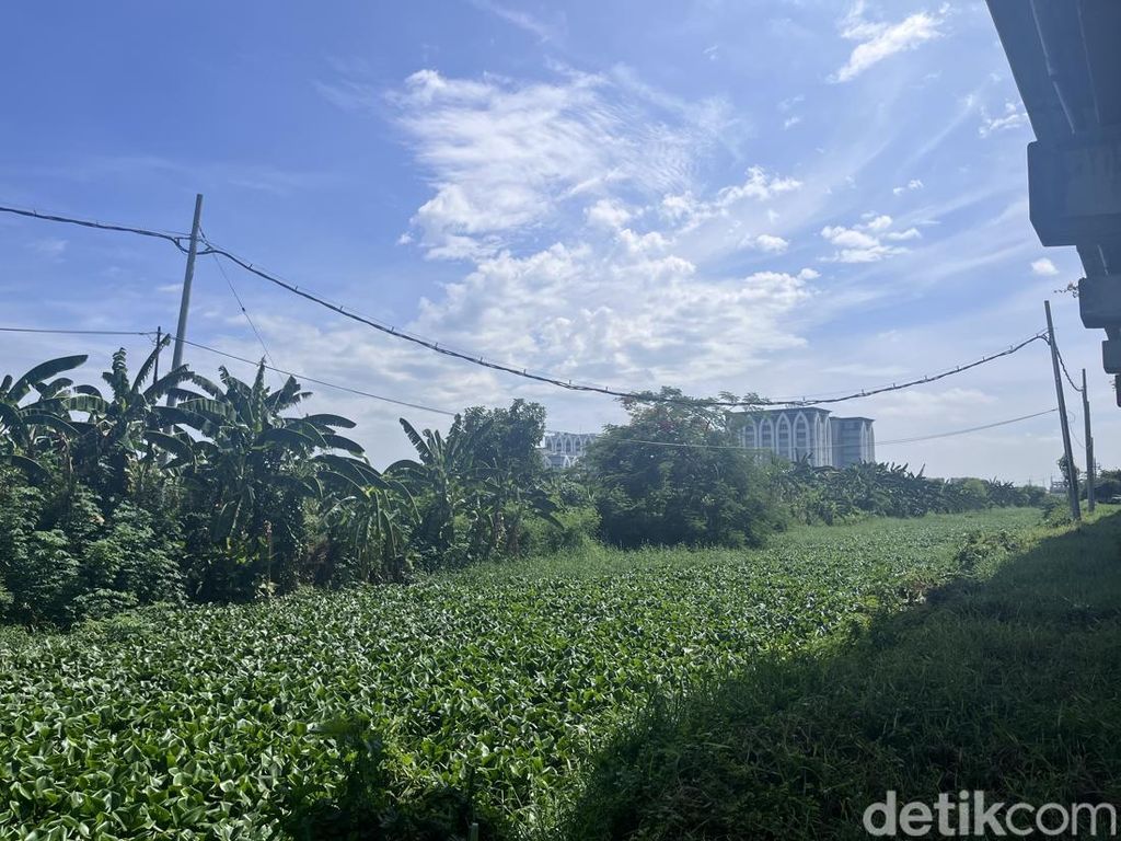 Waduh! Eceng Gondok Penuhi Sungai Perbatasan Gunung Anyar-Pondok Candra